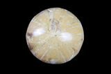 Lot: Small, Polished, Jurassic Sand Dollars - Pieces #82395-3